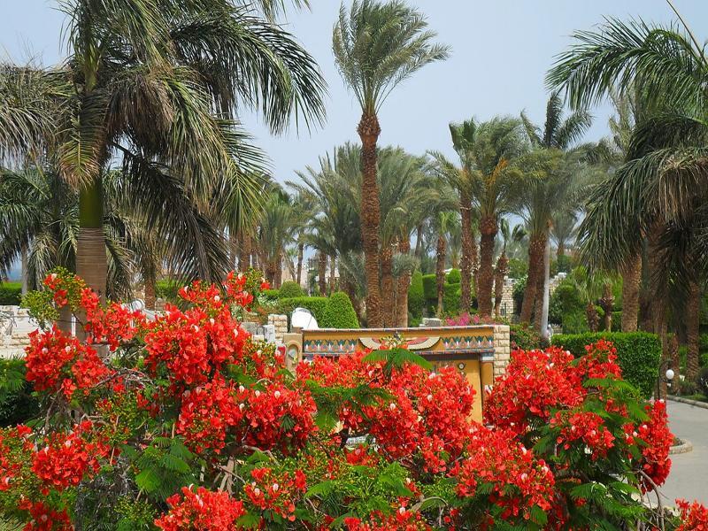 Jasmine Village Hurghada Ngoại thất bức ảnh